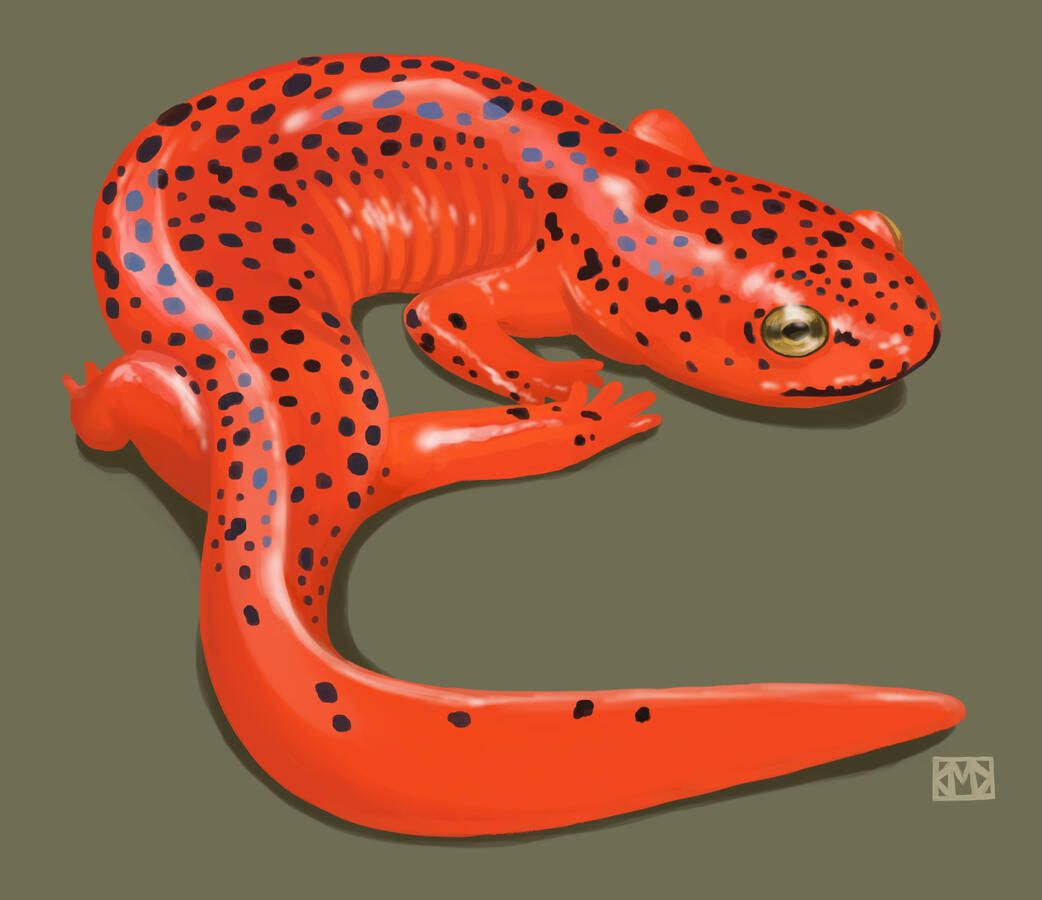 Red Salamander Study (2021) Digital